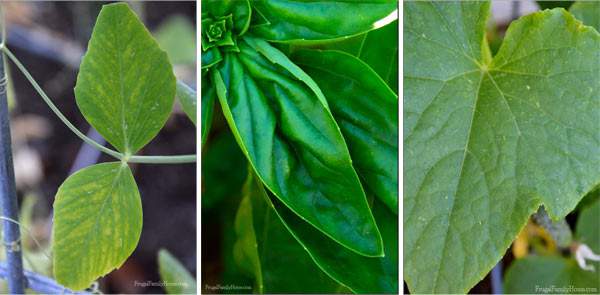 Free Plant Identification Printable Game for the kids. | Frugal Family Home