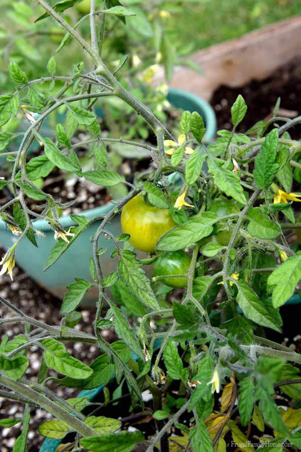 Tomatoes just starting to turn color | Frugal Family Home