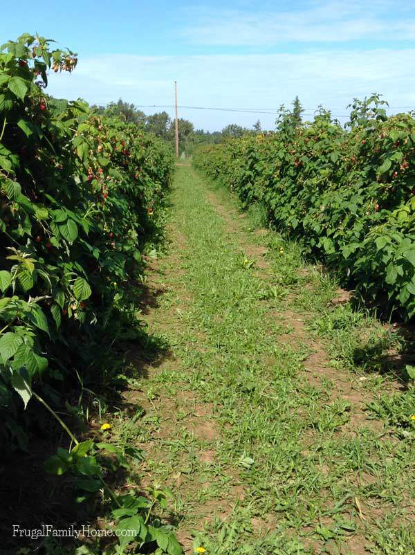 U-Pick Raspberries a good way to save money, Frugal Family Home