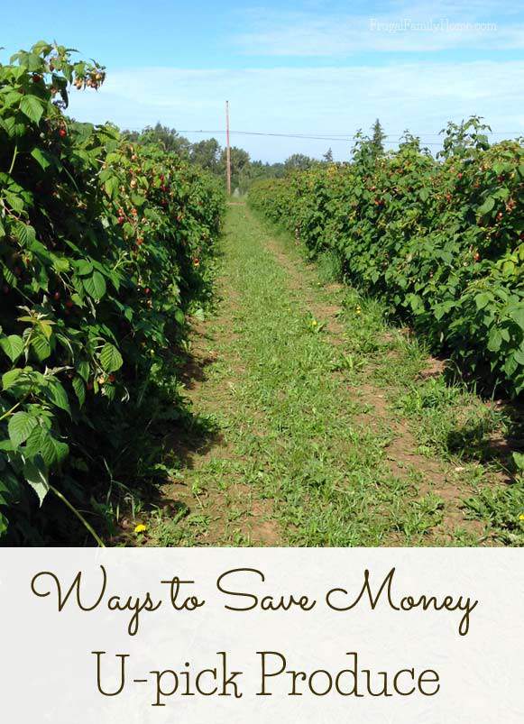 Ways to Save Money, U-Pick Produce