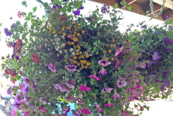 Hanging baskets at the U-pick Farm, Frugal Family Home