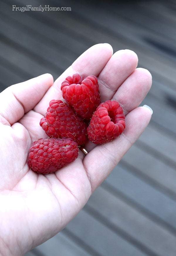 Delicious and huge u-pick raspberries, Frugal Family Home
