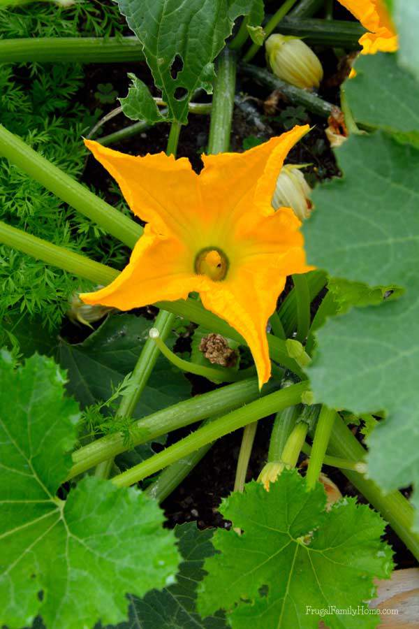 Beautiful Zucchini Blossom | Frugal Family Home