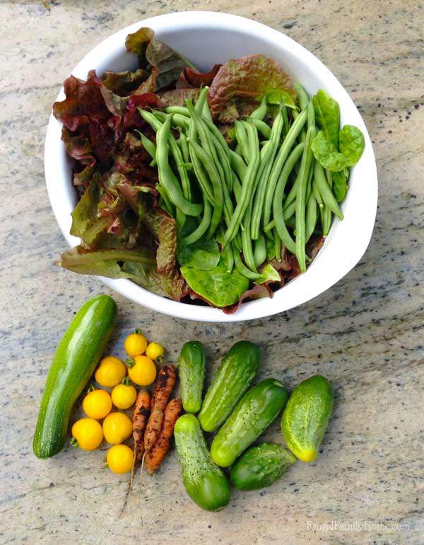 The vegetables I harvested this week from the garden | Frugal Family Home