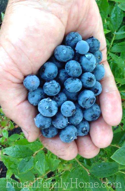 Yummy blueberries from our garden | Frugal Family Home