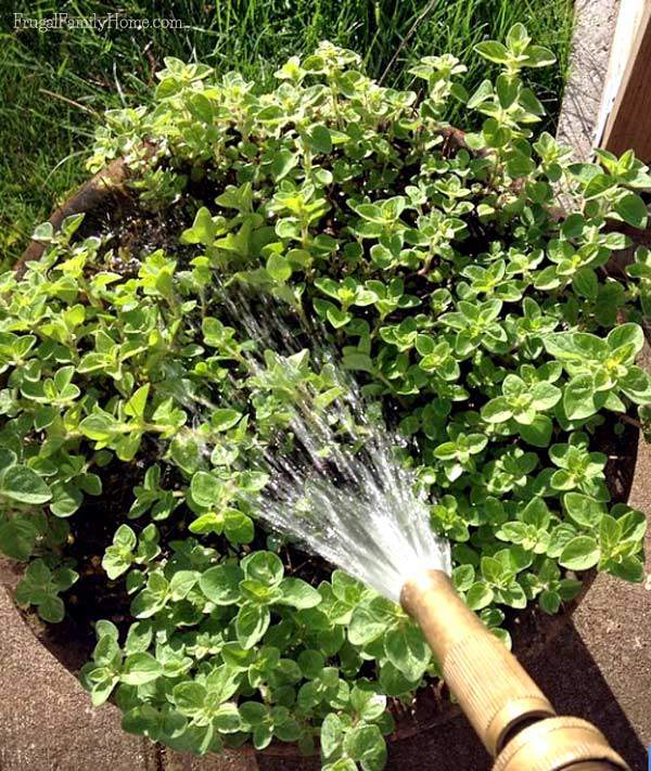 Keeping Up with Watering in August | Frugal Family Home