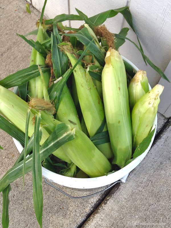 Super Saving Saturday, Cheap Milk and Free Corn