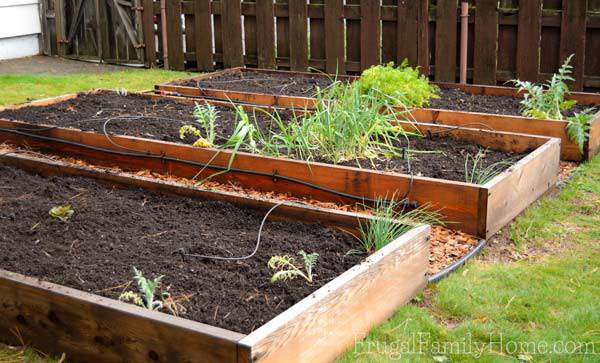 How the garden looked after the clean up.