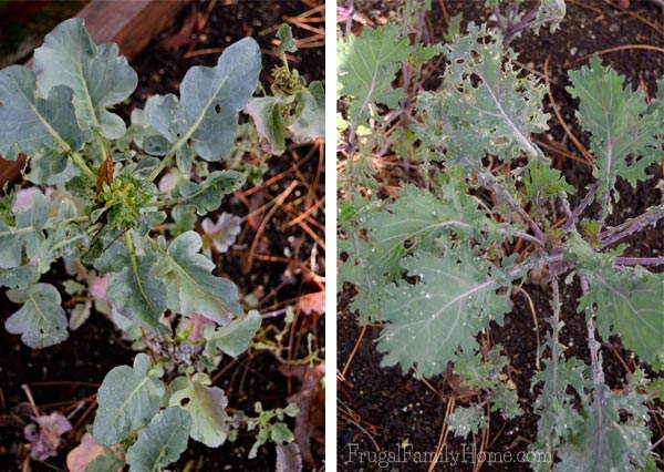 This year the broccoli and kale didn't produce well at all. 