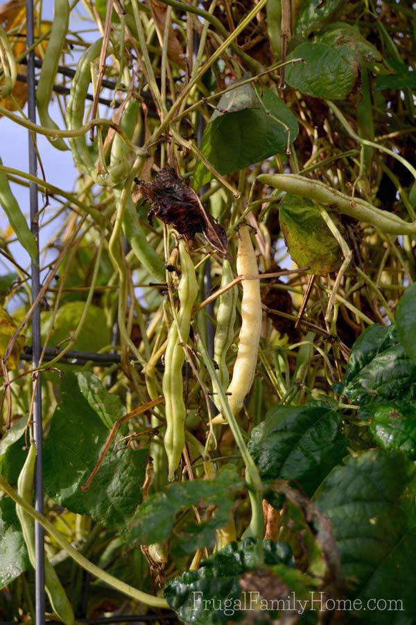 These beans were just right for seed saving. 