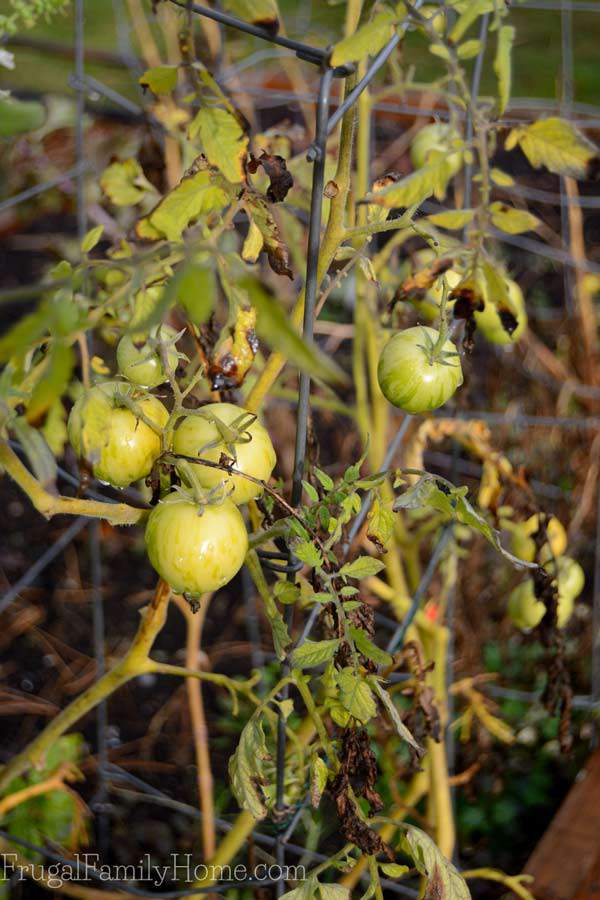 These tomatoes just didn't have time to ripen. 