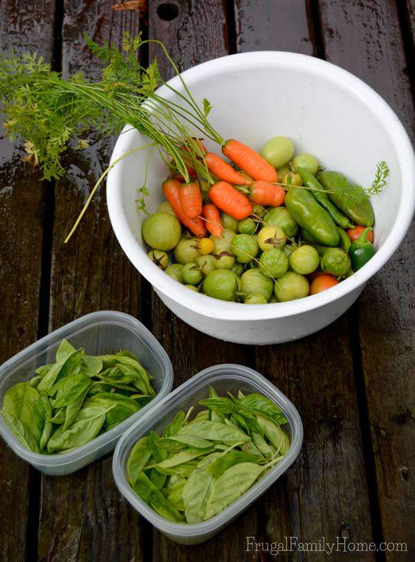 Last garden harvest. 