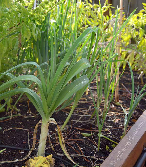 The leeks are getting big. 