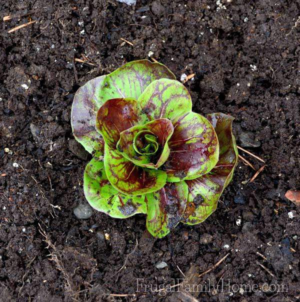 The lone little lettuce I found in the garden.