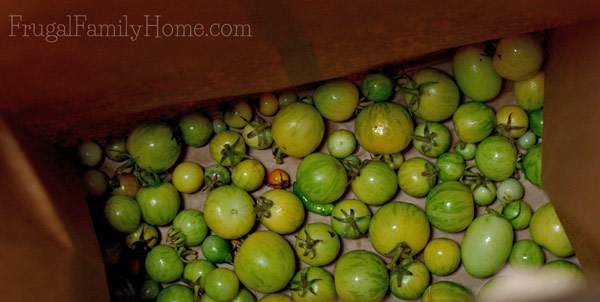 How we are ripening our green tomatoes this year