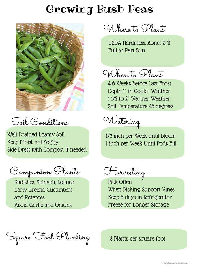Growing bush peas is easier than you might think. Here's all you need to know to grow bush peas. 