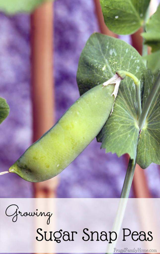 Growing sugar snap peas, a guide to growing these great tasting peas in your own garden.