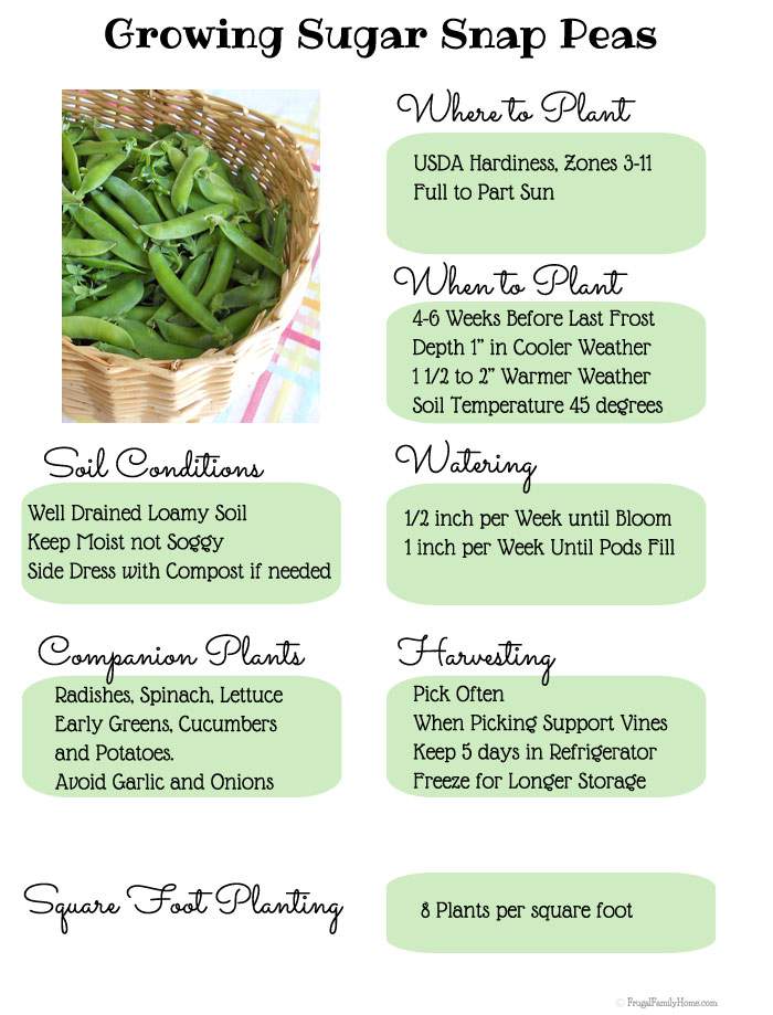 Growing Sugar Snap Peas, Here's an info graphic with all the information you need to grow sugar snap peas. 