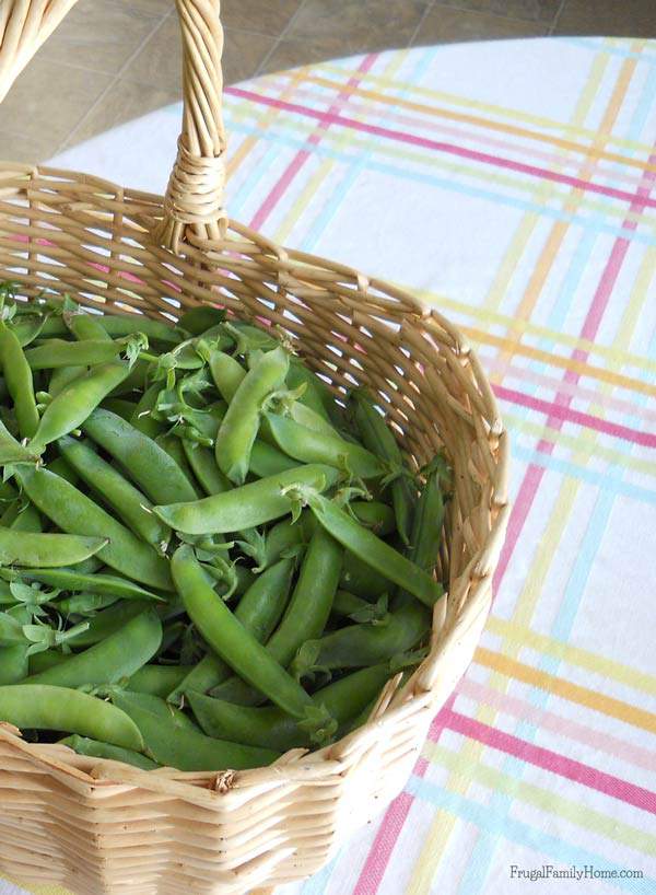 Peas-in-Basket