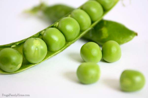 Growing bush peas is easier than you might think. Here's all you need to know to grow bush peas.