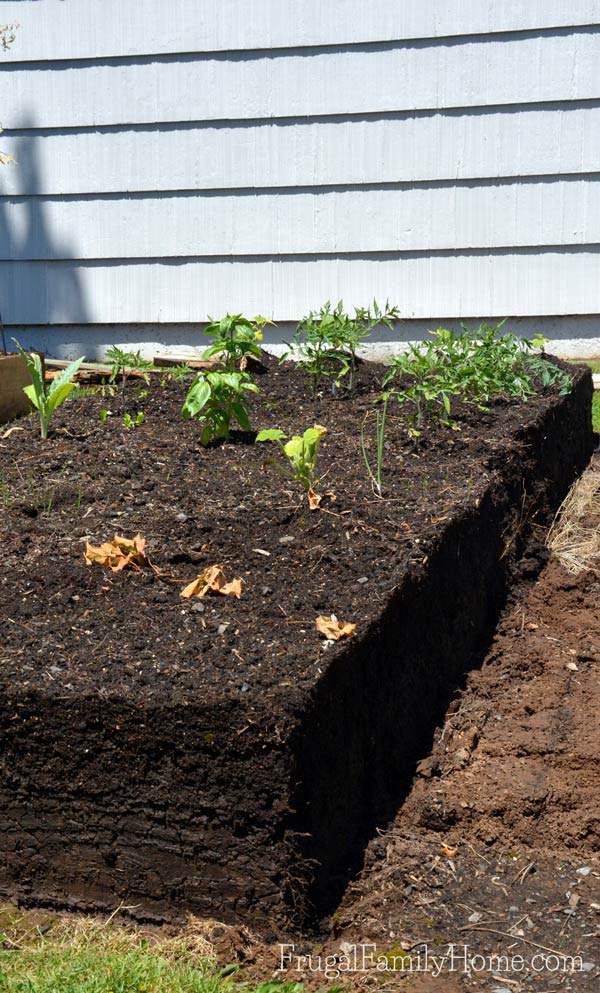 When replacing the raised bed boards, be sure to water heavily before removing the boards. All the moisture will help to hold the soil together. 