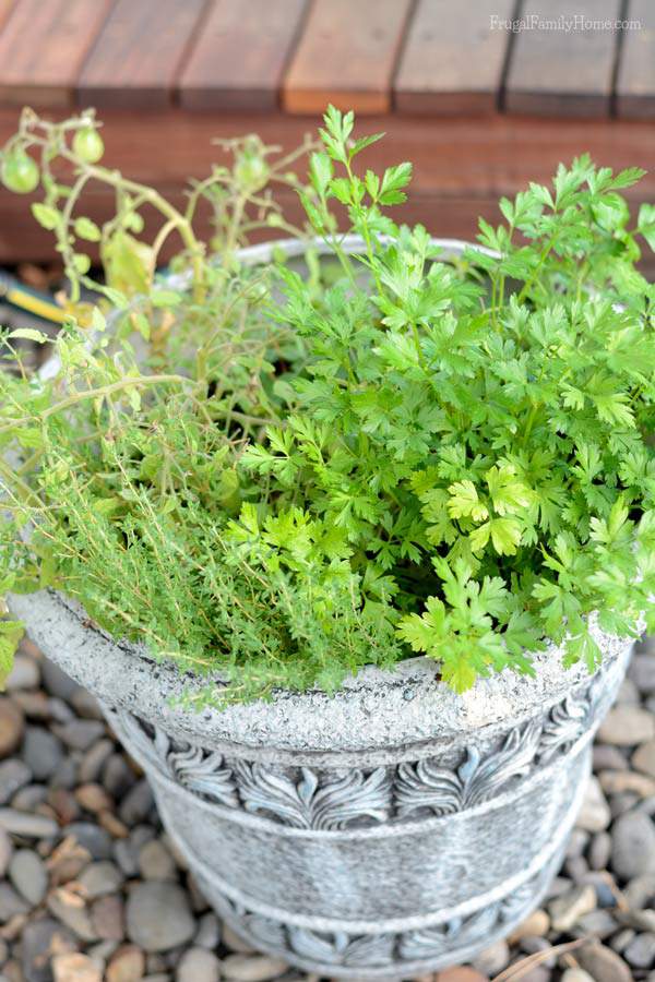 Growing herbs is a great way for kids to start learning about gardening. Here's an easy project to get them started.