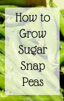Gardening Guide, Growing Sugar Snap Peas - Frugal Family Home