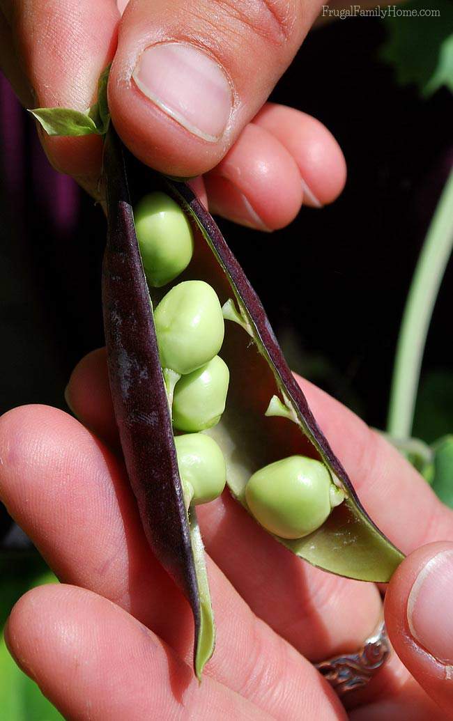 Gardening Guide, Growing Sugar Snap Peas