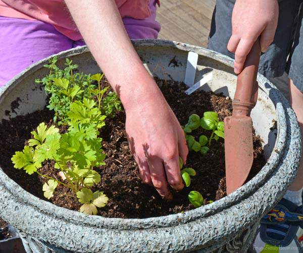 Creating an herb garden with the kids is a great project to get them started on gardening.