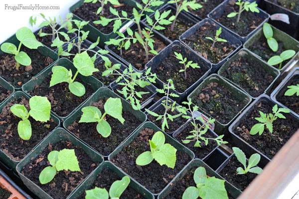 Seedlings in the Cold Frame