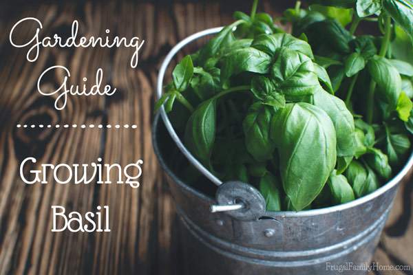 Gardening Guide to Growing Basil | Frugal Family Home