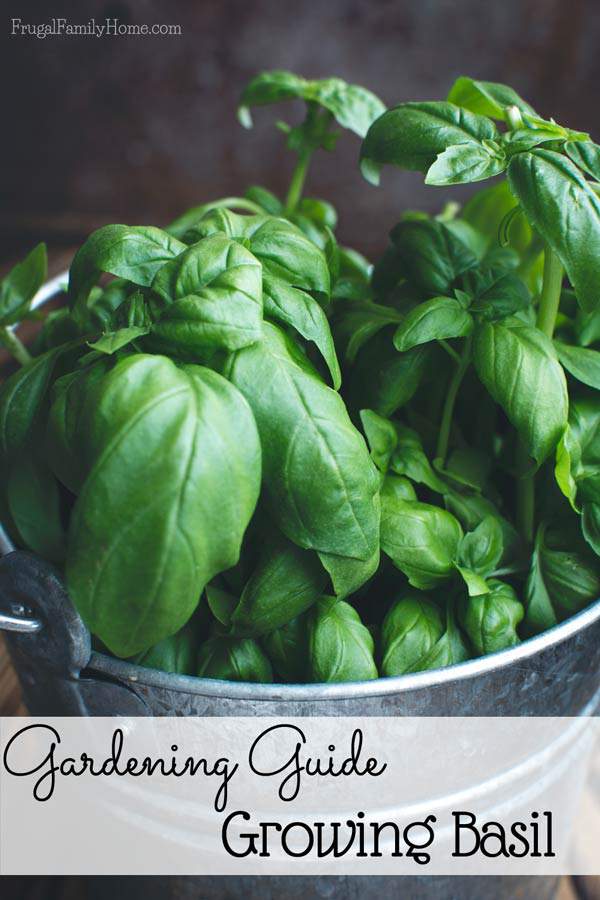 Gardening Guide to Growing Basil