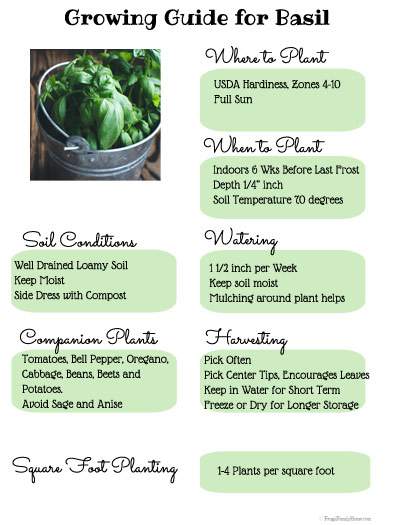 Gardening Guide to Growing Basil Frugal Family Home