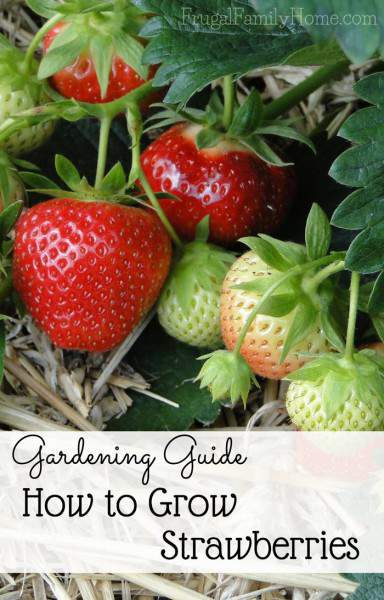 Gardening Guide, How to Grow Sweet Strawberries | Frugal Family Home