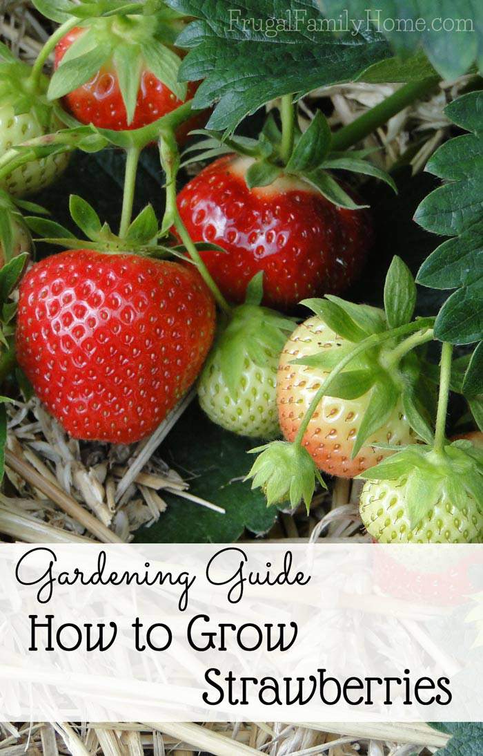 The Best Type Of Mulch To Help Your Strawberry Plants Thrive