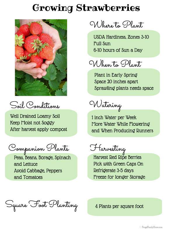 Here's a gardening guide for how to grow sweet strawberries