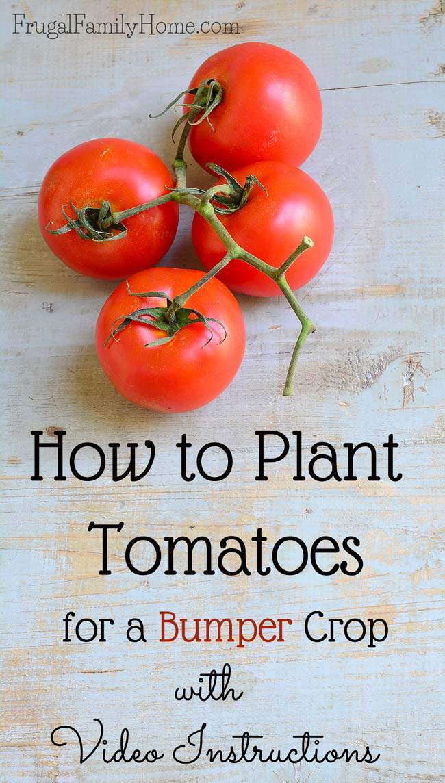 We all want healthy garden plants. Because healthy plants produce well. Here's a step by step tutorial of planting tomatoes with the trenching method. Plus the  two secret ingredients I add to get them off to a good start. 
