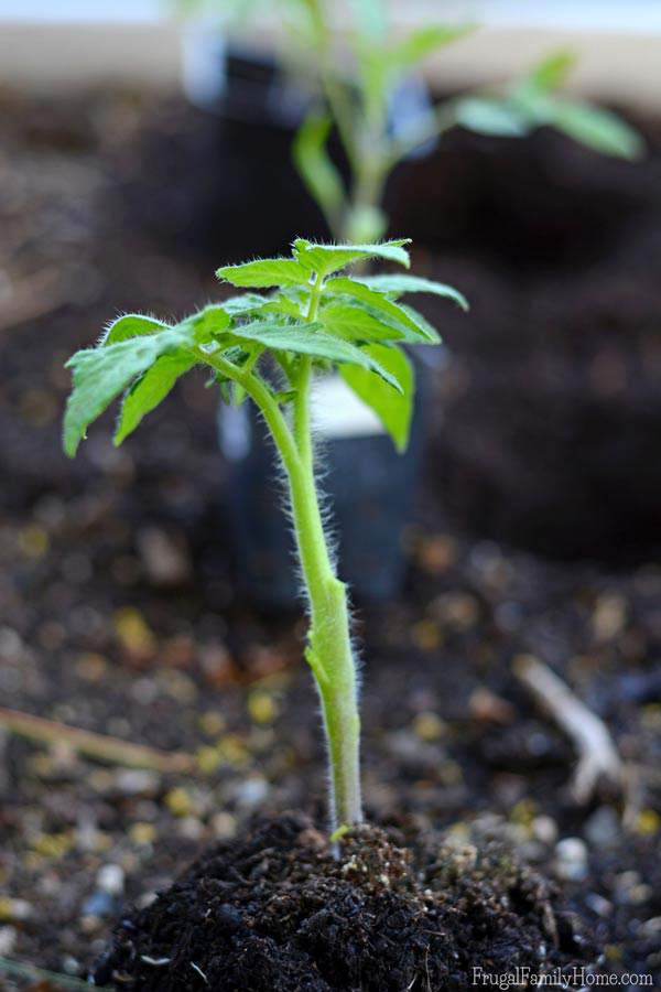When deep planting tomatoes be sure to remove all the leaves and stems up to the top. It will help promote good root growth. 