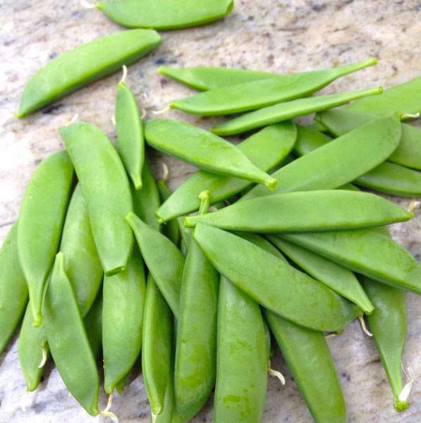 Our First Harvest of Sugar Snap peas.