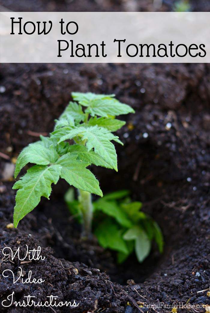 How to Plant Tomatoes, Deep Planting