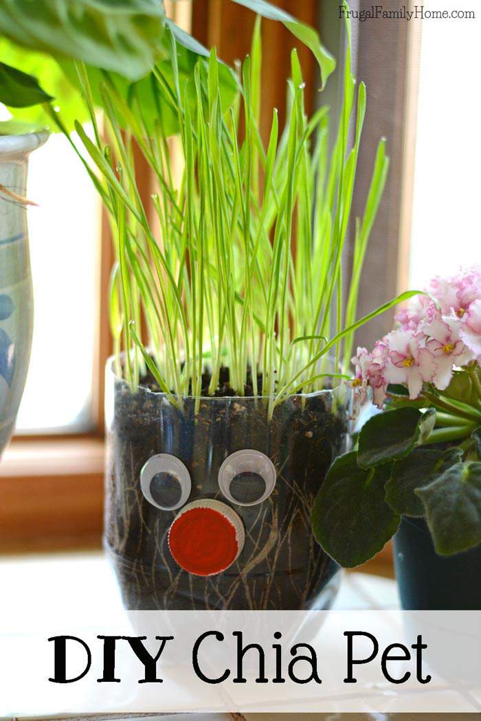 Keep the summer boredom away with this fun diy kids craft. This is an easy DIY chia pet that you can make with things you probably already have on hand. Plus you don’t have to use chia seeds. We used wheat grass instead and it turned out so cute. 