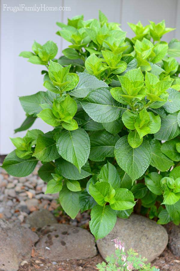 I love hydrangeas. They make so many huge bloom and even the leaves are quite beautiful. We now have three in our garden. We started with one and through transplanted we have now multiplied it to three, in two different colors too. I really love the lavender color of our smallest one.