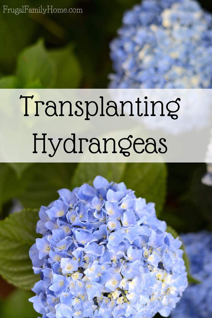 Image of Transplanting hydrangeas in spring image 1