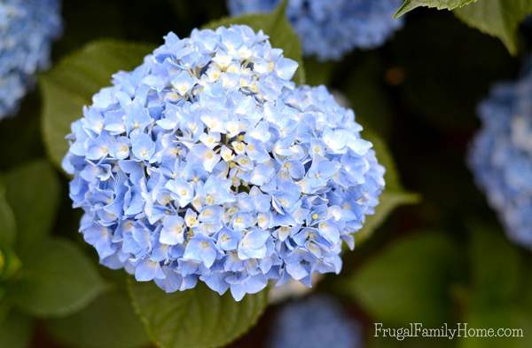 Splitting And Transplanting Hydrangeas - Dividing Ornamental Grasses