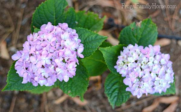 I love hydrangeas. They make so many huge bloom and even the leaves are quite beautiful. We now have three in our garden. We started with one and through transplanted we have now multiplied it to three, in two different colors too. I really love the lavender color of our smallest one.