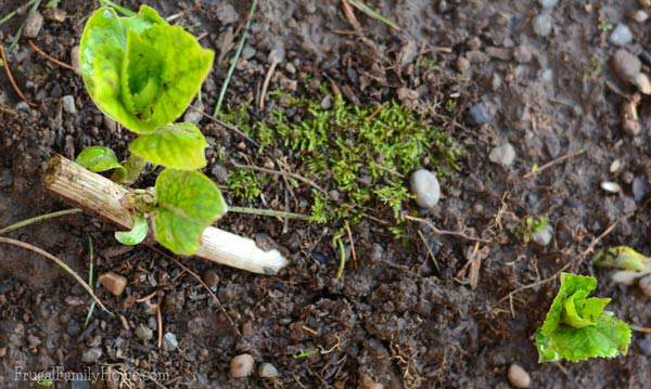 Transplanting-Hydrangea,-start