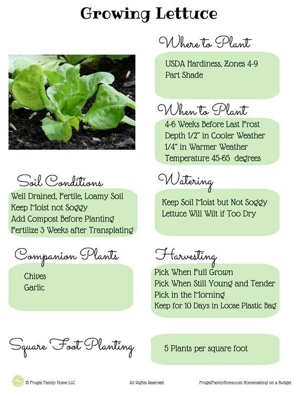 Garden Guide How To Grow Lettuce Frugal Family Home