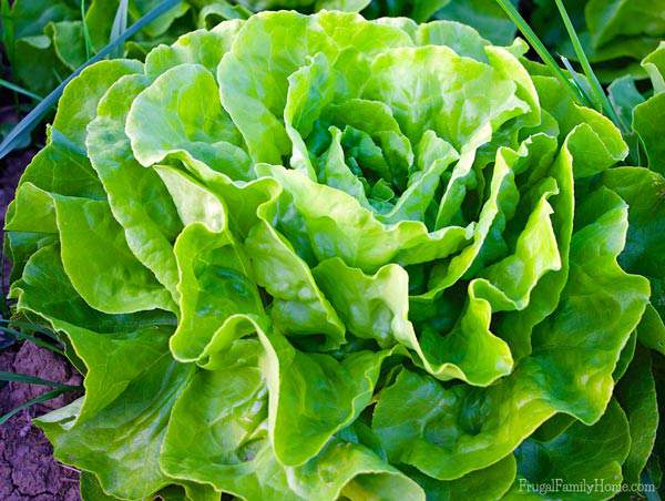 This is a great guide for how to grow lettuce. It contains information from the varieties you can grow all the way through how to store your harvest. It even has recommendation on which lettuce seeds to try. If you want to get started growing your own lettuce at home this garden guide is a great place to start. I know these tips will help me get my lettuce off to a great start in my garden.