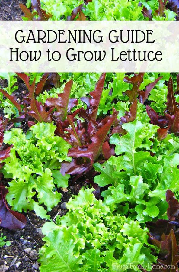 Garden Guide, How to Grow Lettuce Frugal Family Home