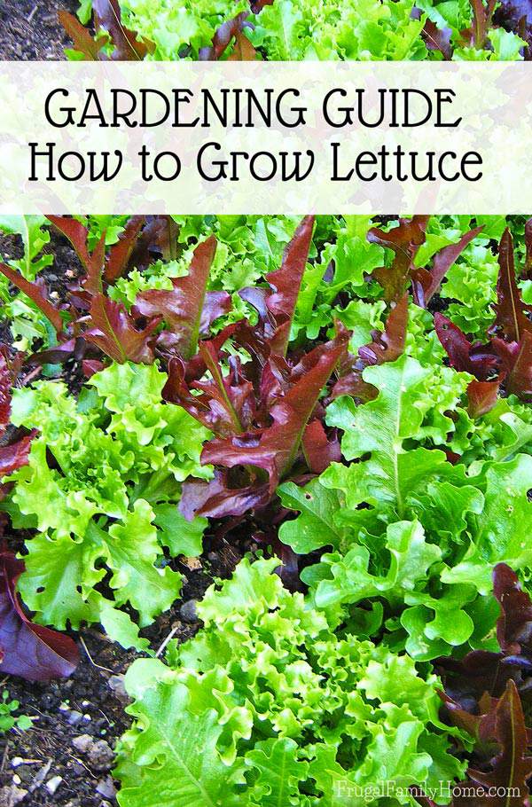 Garden Guide, How to Grow Lettuce | Frugal Family Home